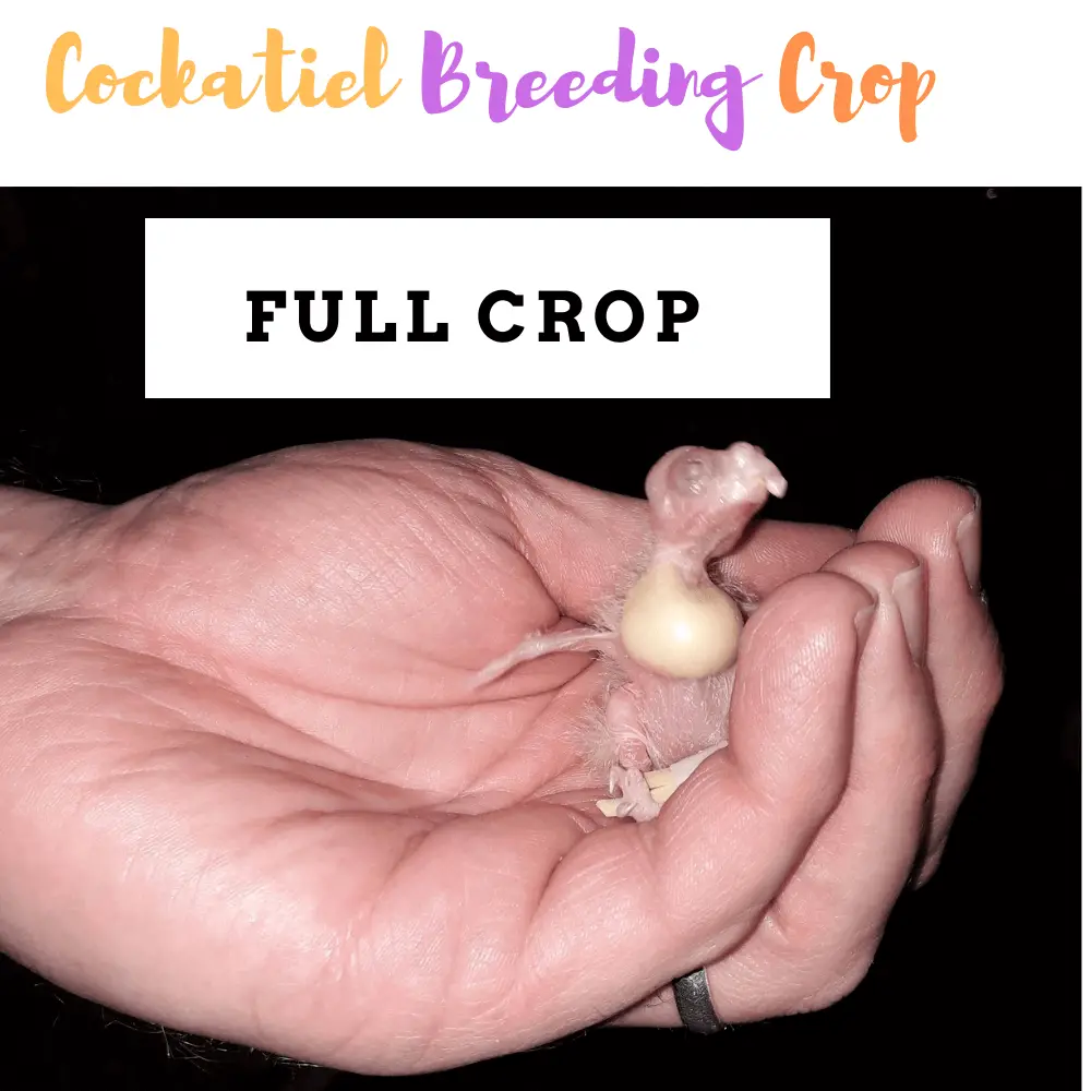cockatiel breeding full crop