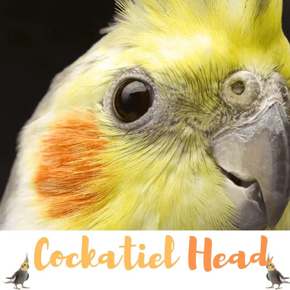 cockatiel head