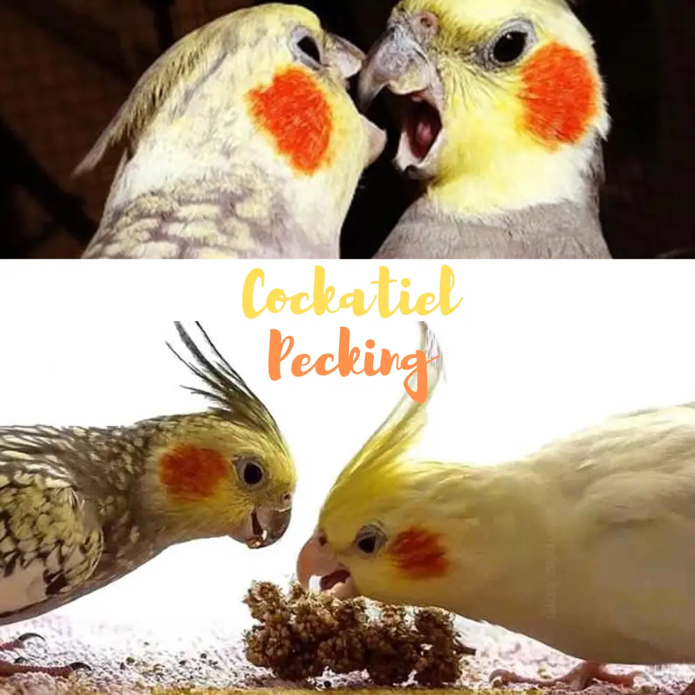 cockatiel pecking