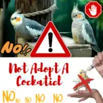 not adopt a cockatiel