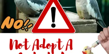 not adopt a cockatiel