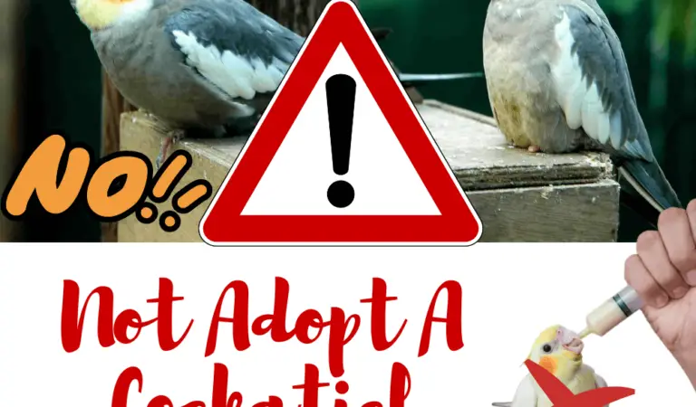 Not adopt a cockatiel: All the good reasons