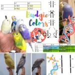Budgie Colors