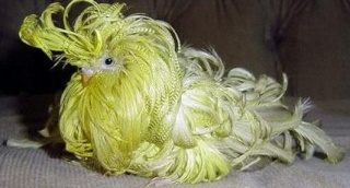 Budgie Mutation feather duster or chrysanthemum or feather plummet