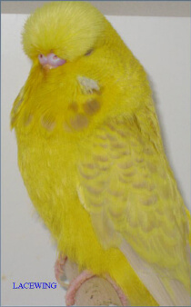 Budgie color gray-green Texas clear body 