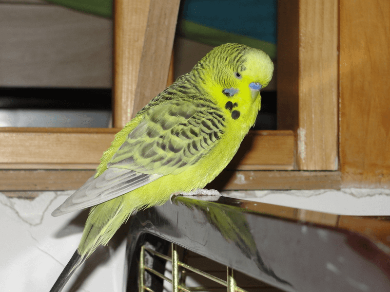 Budgie colors gray-green Texas clear body