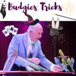 Budgies tricks