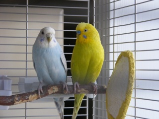 Dilute budgie mutations
