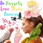Do parrots love their owners