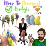 How To Choose A Budgie