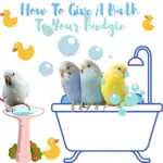 How to give a bath to your budgie