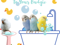 How to give a bath to your budgie