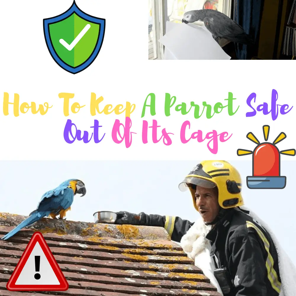 How to keep a parrot safe out of its cage