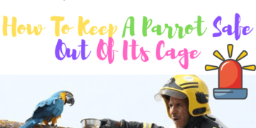 How to keep a parrots safe out of its cage