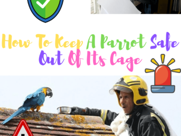 How to keep a parrots safe out of its cage