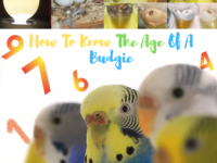 How to know the age of a budgie