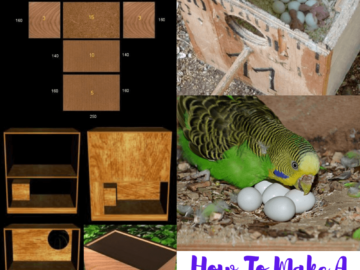 How to make a Budgie Nest box