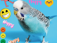 How to make budgie happy