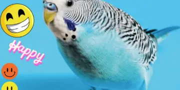 How to make budgie happy