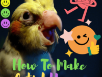 How to make cockatiel happy
