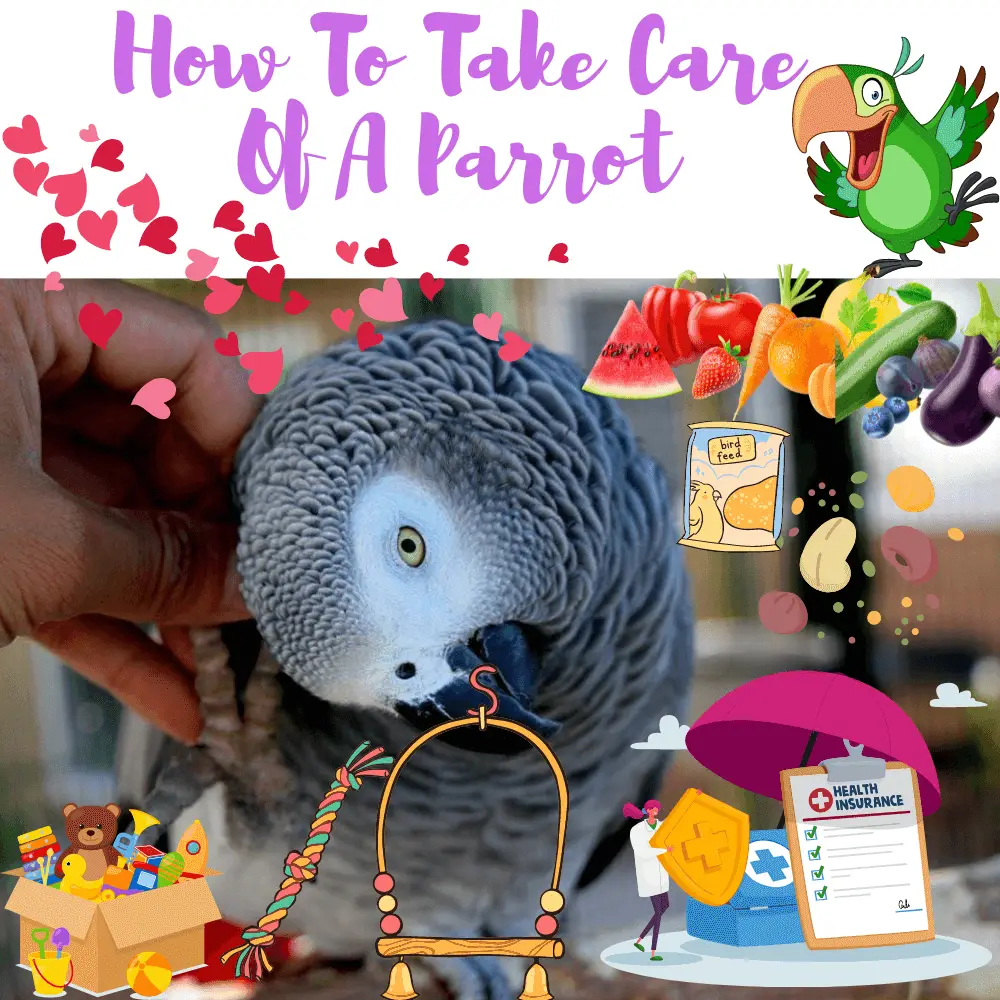 How to take care of a parrot