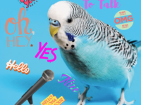 Teach parakeet to talk