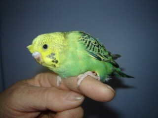 The Crested or Crest budgie mutation