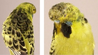 The potential Coalface budgie mutation or coal face