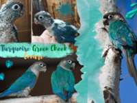 Turquoise Green Cheek Conure