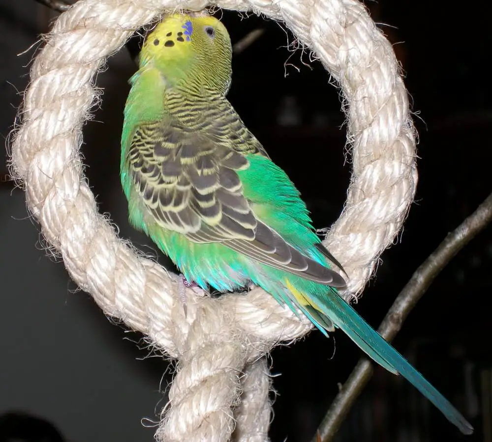 budgie color yellow mask