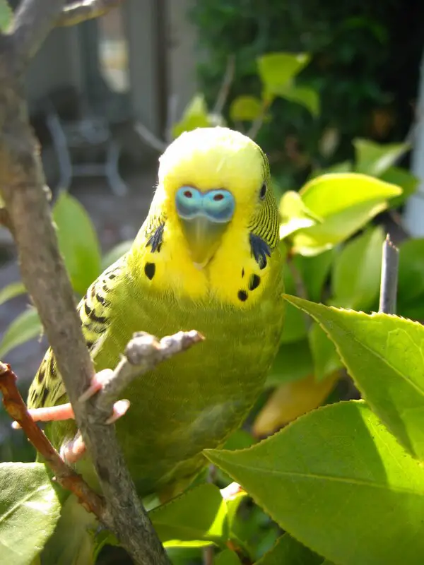 budgie colors Olive