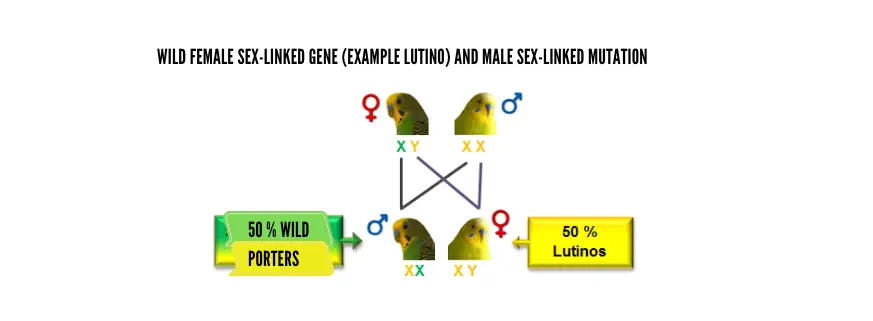 budgies parakeet mutations