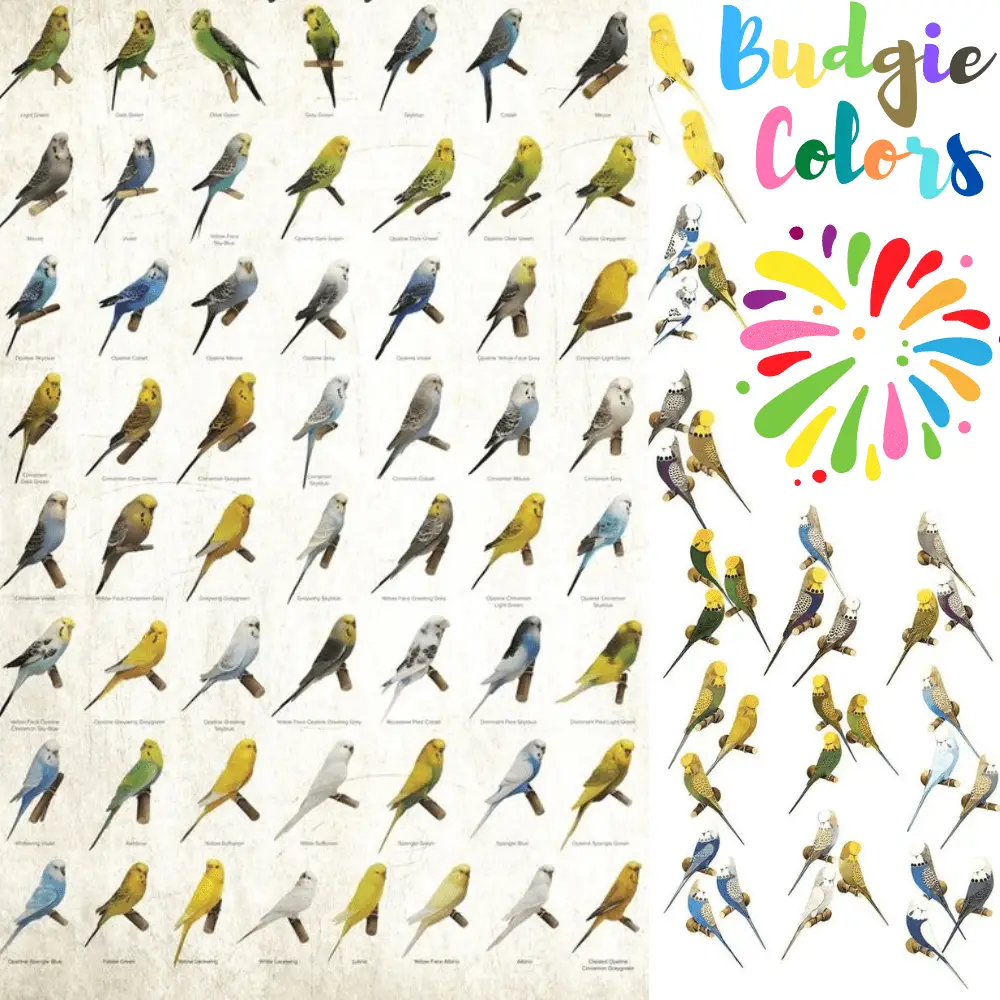 color budgies