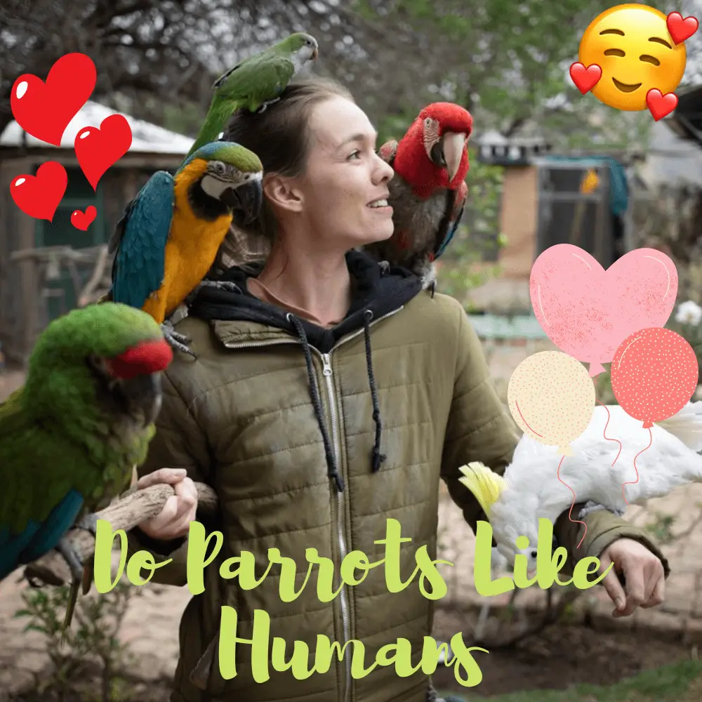 do parrots like humans