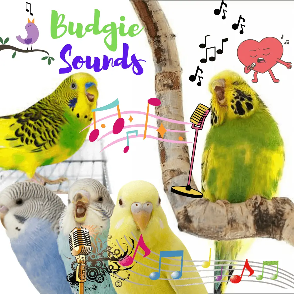 Budgie sounds