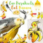 Can Parakeets Eat Banana