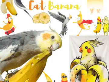 Can Parakeets Eat Banana