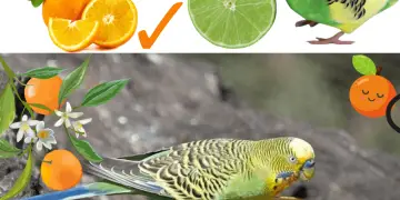 Can Parakeets Eat Oranges