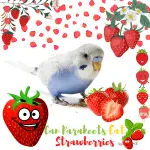 Can Parakeets Eat Strawberries