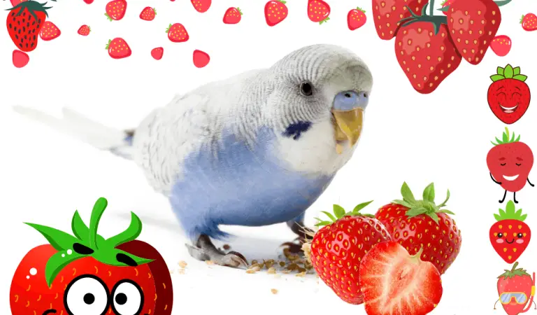 Can Parakeets Eat Strawberries