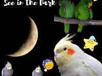 Can Parakeets the Dark