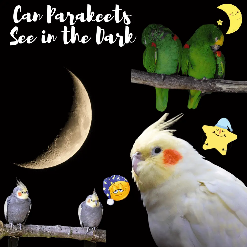 Can Parakeets the Dark