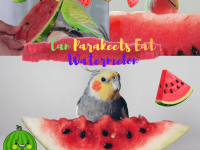 Can parakeets rrreat watermelon