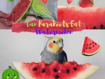 Can parakeets eat watermelon