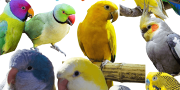 Names for parakeets