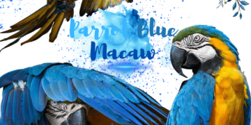 Parrot blue macaw