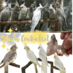 Silver Cockatiel