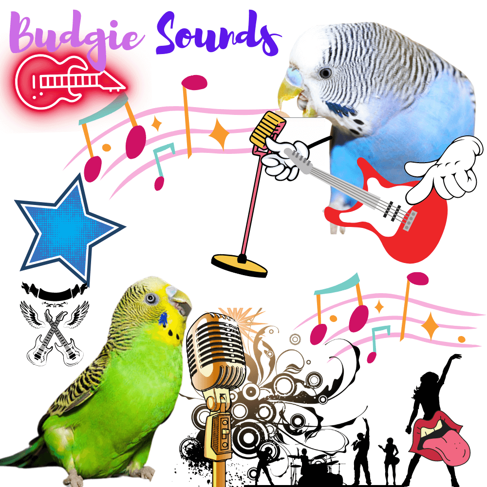 budgie sounds