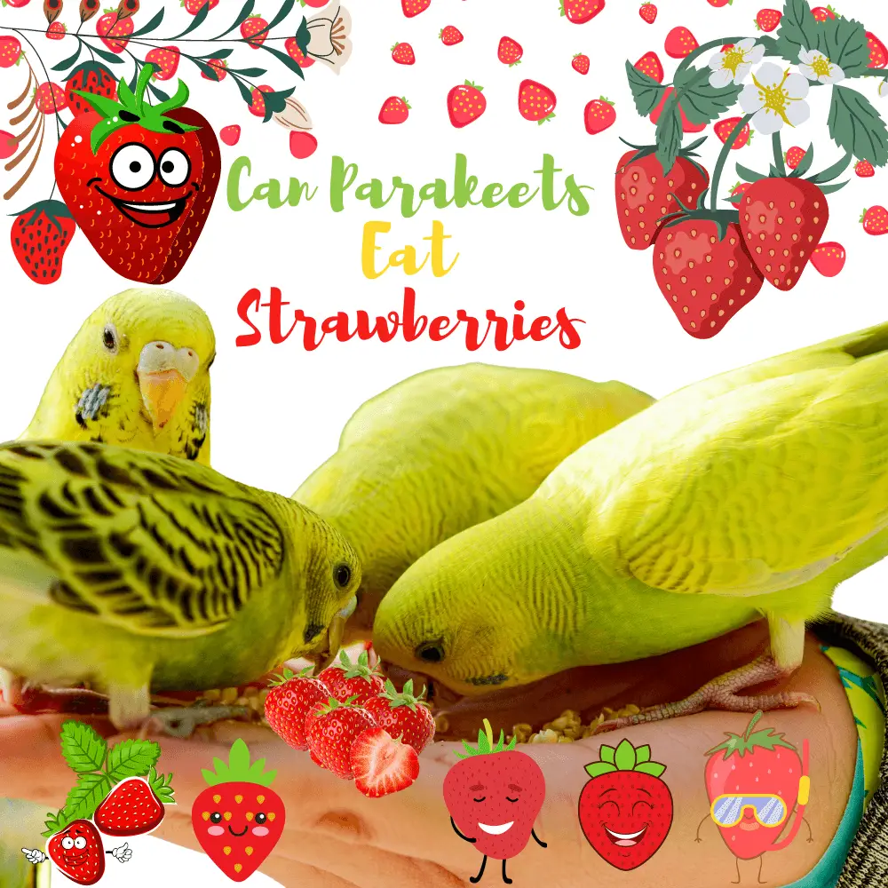 can budgies eat strawberries