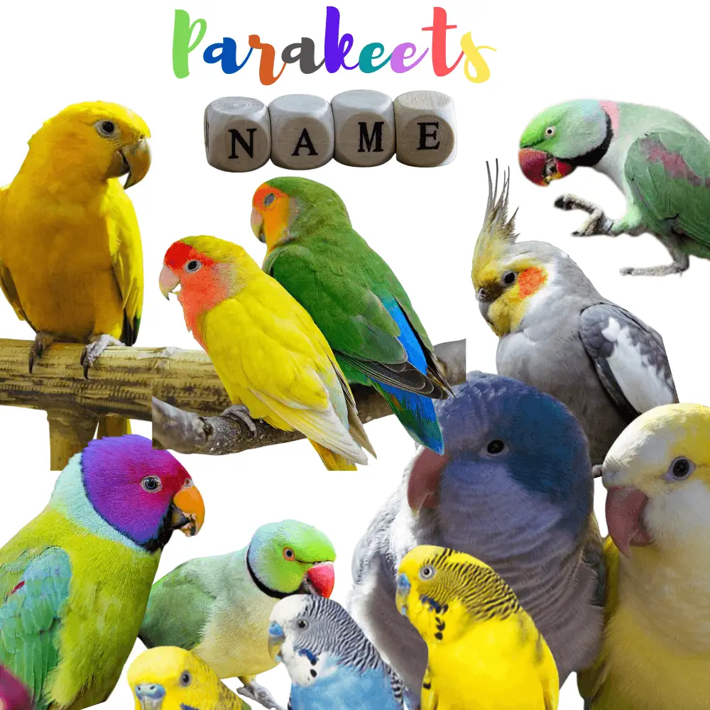parakeets names